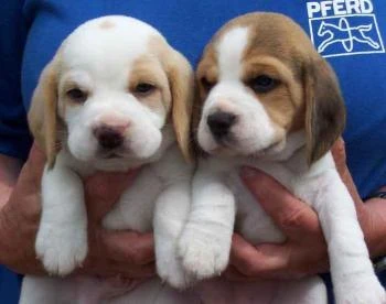 BEAGLE