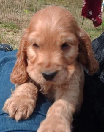 COCKER SPANIEL INGLÉS