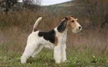 FOX TERRIER DE PELO DURO