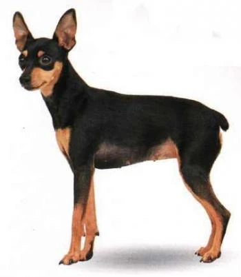 PINSCHER STANDARD Y MINI